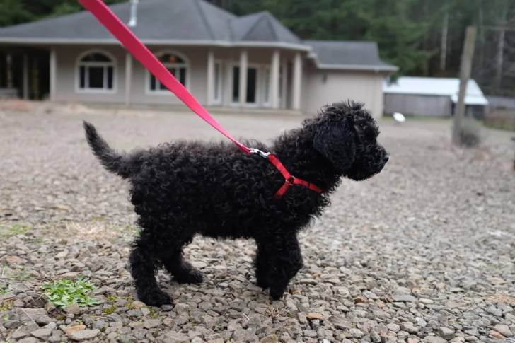 Un Barbet sur un terrain pierreux et tenu en laisse