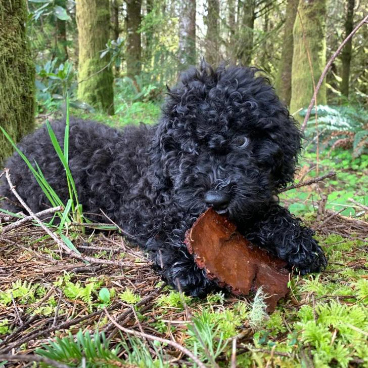 Un Barbet allongé sur un terrain herbeux