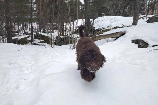 Un Barbet marchant sur une surface enneigée 