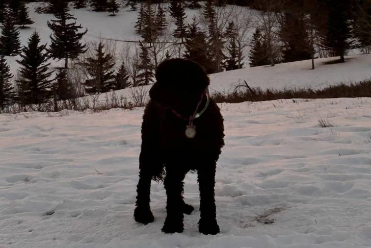 Un Barbet sur une surface enneigée et portant un collier autour du cou