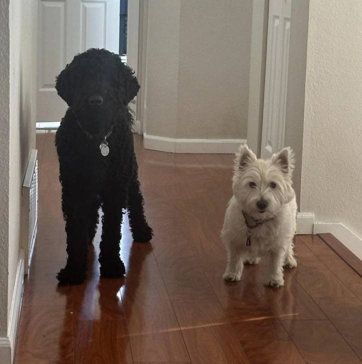 Un Barbet sur un parquet portant un collier autour du cou à côté d'un autre chien