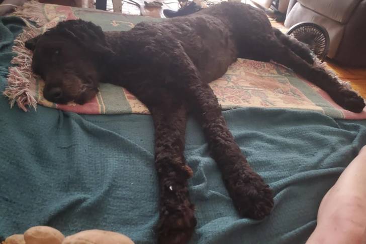 Un Barbet allongé sur un lit