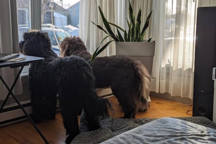 Deux Barbet dans un appartement regardant par la fenêtre