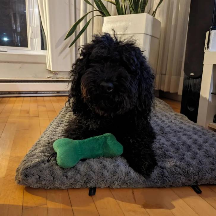 Un Barbet allongé sur un petit lit