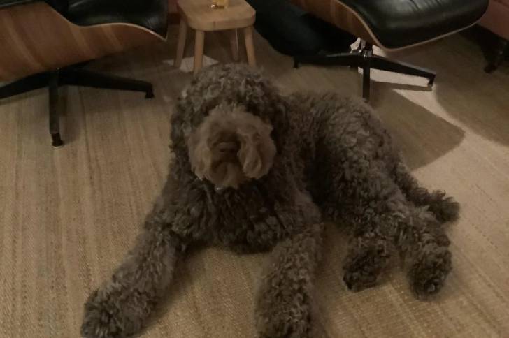 Un Barbet allongé dans un appartement et regardant vers la caméra