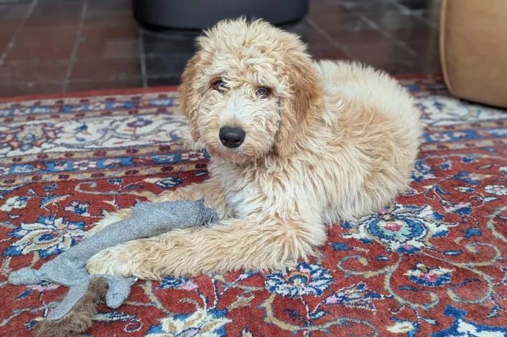 Un Barbet allongé sur un tapis