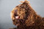 Photo Barbet