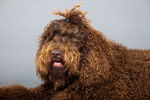 Photo Barbet