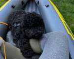 Un Barbet  assis dans un canoe