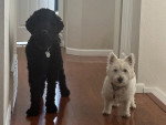 Deux Barbet posant à côté d'un autre chien et regardant vers la caméra