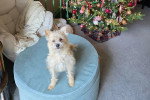 Un Barbet assis sur un fauteuil