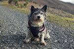 Un Barbet assis sur des gravillons et portant un manteau pour chien