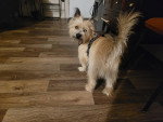 Un Barbet sur un parquet et portant un harnais
