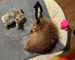 Un Barbet allongé et semblant dormir