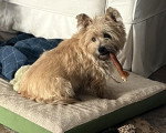 Un Barbet assis sur un panier pour chien
