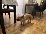 Un Barbet dans un appartement