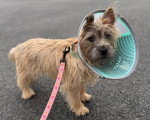 Un Barbet tenu en laisse et portant une collerette pour chien