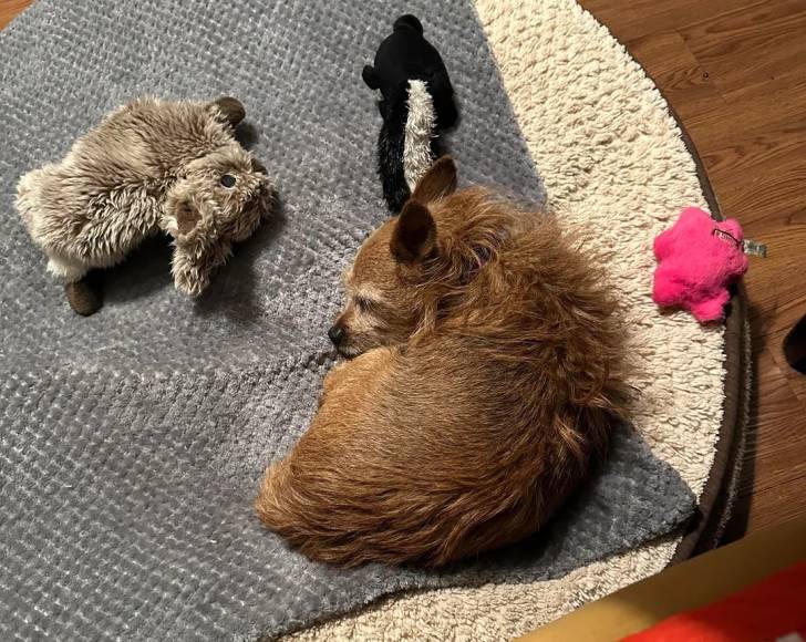 Un Barbet allongé et semblant dormir