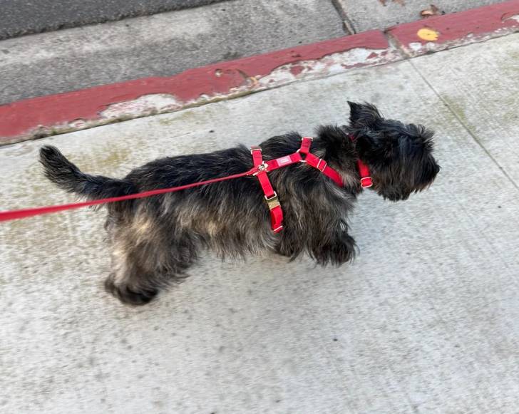 Un Barbet tenu en laisse et marchant sur le trottoir 