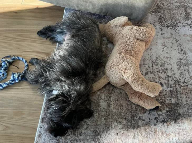 Un Barbet allongé sur un tapis et semblant dormir