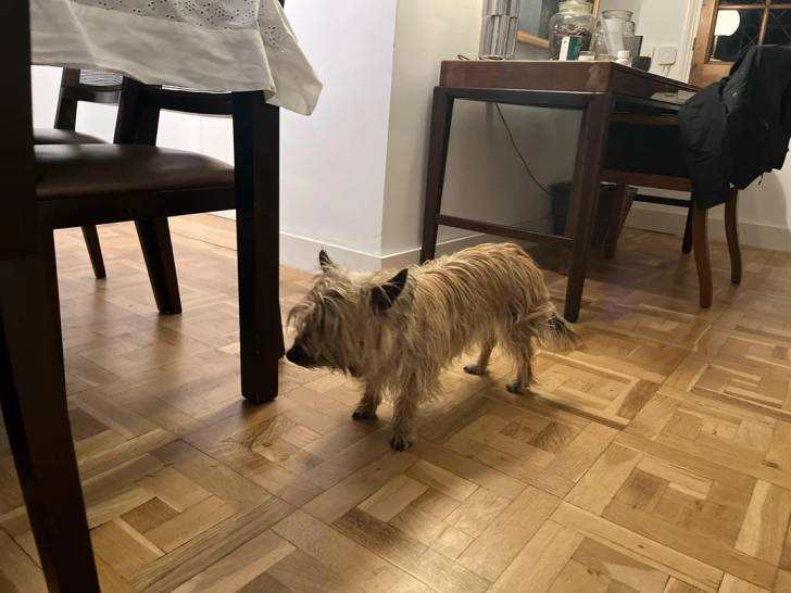 Un Barbet dans un appartement
