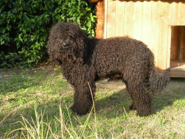 barbet - Barbet Mâle