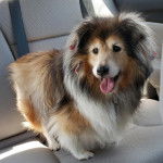 Un Pembroke Sheltie sur la banquette arrière d'une voiture et tirant la langue 