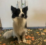 Un Pembroke Sheltie assis sur un tapis et semblant détendu 