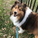 Un Pembroke Sheltie sur un terrain herbeux et qui est tenu en laisse 