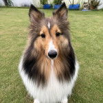 Un Pembroke Sheltie sur une surface gazonnée et regardant vers la caméra 