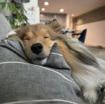 Un Pembroke Sheltie allongé sur un canapé et semblant dormir 
