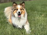 Un Pembroke Sheltie courant sur un terrain herbeux et semblant jouer 