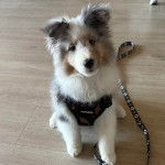 Un Pembroke Sheltie assis sur un sol carrelé et qui est tenu en laisse 