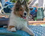 Un Pembroke Sheltie allongé sur un transat et tirant la langue 