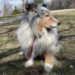 Un Pembroke Sheltie assis sur un terrain herbeux et qui est tenu en laisse 