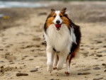 Un Pembroke Sheltie courant sur une surface sableuse 