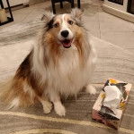 Un Pembroke Sheltie assis sur un tapis et semblant détendu