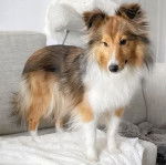 Un Pembroke Sheltie sur un canapé et semblant détendu 