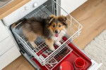 Un Pembroke Sheltie dans un lave-vaisselle et tirant la langue 