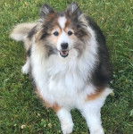 Un Pembroke Sheltie allongé sur un terrain herbeux et regardant vers la caméra 