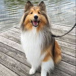 Un Pembroke Sheltie assis sur un ponton et qui est tenu en laisse 