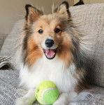 Un Pembroke Sheltie allongé sur un canapé et ayant une balle de tennis entre ses pattes 