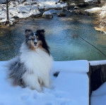 Un Pembroke Sheltie assis sur une surface enneigée et regardant vers la caméra 