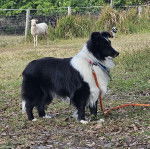 Un Pembroke Sheltie sur un terrain herbeux et qui est tenu en laisse 