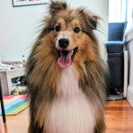 Un Pembroke Sheltie sur un plancher et tirant la langue