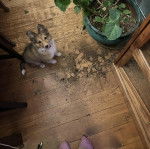 Un Pembroke Sheltie sur un plancher et semblant avoir fait des dégâts 