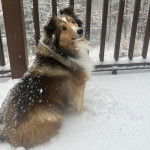 Un Pembroke Sheltie assis sur une surface enneigée et semblant détendu 