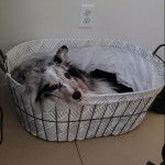 Un Pembroke Sheltie dans un panier et regardant vers la caméra