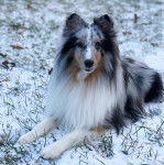 Un Pembroke Sheltie allongé sur une surface enneigée