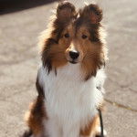 Un Pembroke Sheltie qui est tenu en laisse et regardant vers la caméra